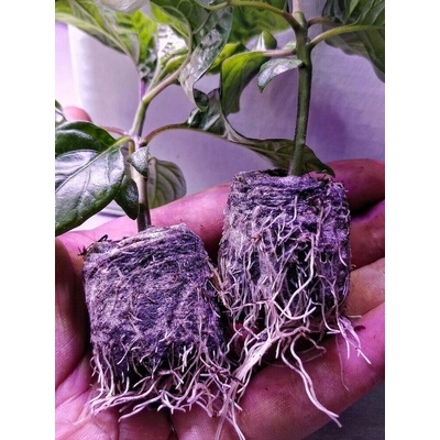 Rašelinové tablety JIFFY – Hledejceny.cz