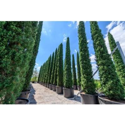 Cyprus vždyzelený (Cupressus sempervirens) ´TOTEM´ - výška 20-30cm, kont. C2L