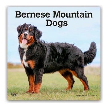 Image 1 of Browntrout Verlags GmbH Bernese Mountain Dogs - Berner Sennenhund 2026 - 16-Monatskalender | BrownTrout Publishers Inc