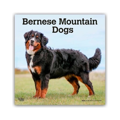 Browntrout Verlags GmbH Bernese Mountain Dogs - Berner Sennenhund 2026 - 16-Monatskalender | BrownTrout Publishers Inc