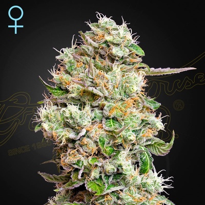 Green House Seeds King´s Kush AUTO CBD semena neobsahují THC 5 ks