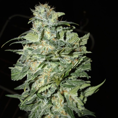 Cream Of The Crop Crop Circle AUTO semena neobsahují THC 1 ks