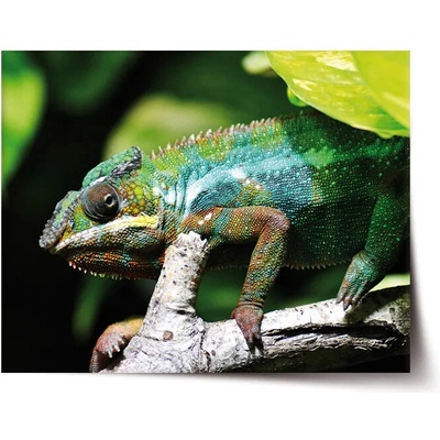 Sablio Plagát Chameleón - 90x60 cm