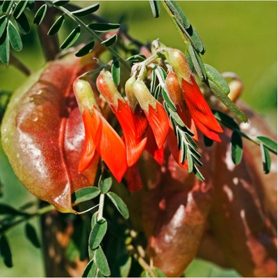 Africká bylina – Sutherlandia frutescens – semena africké byliny – 4 ks