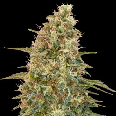 Advanced Seeds Auto Zkittlez semienka neobsahujú THC 100 ks