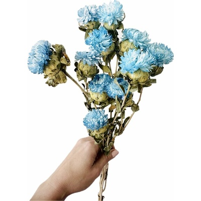 Helichrysum, slaměnka azurová