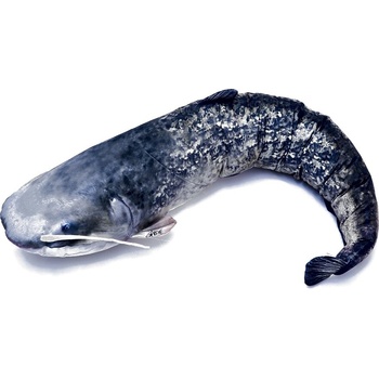 Gaby Vankúš Sumec veľký 115cm