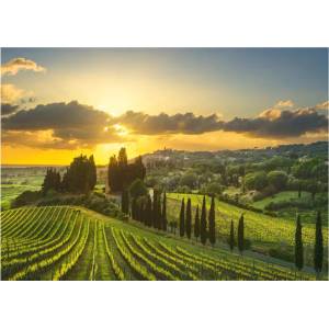 Dino - Puzzle Maremma vineyards XXL - 500 piese