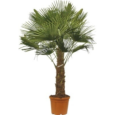Palma konopná FloraSelf Trachycarpus fortunei kmeň 30-40 cm celková výška 110-120 cm kvetináč Ø 34 cm