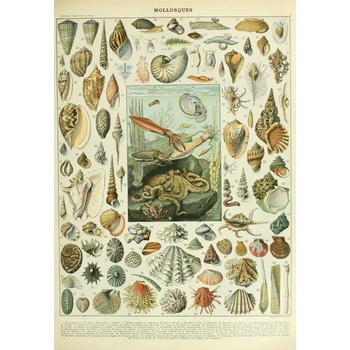 Grafika - Puzzle Illustration from the Nouveau Larousse Illustré : Molluscs - 1 000 piese