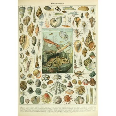 Grafika - Puzzle Illustration from the Nouveau Larousse Illustré : Molluscs - 1 000 piese