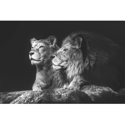 Obraz na plátne Lion Couple 100x150cm