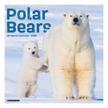 Willow Creek Press Calendars Polar Bears 12 X 12 Wall Calendar | Willow Creek Press
