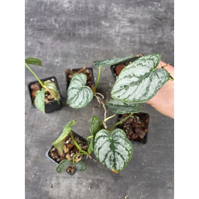Pěstírna KYTKYshop Philodendron Brandtianum