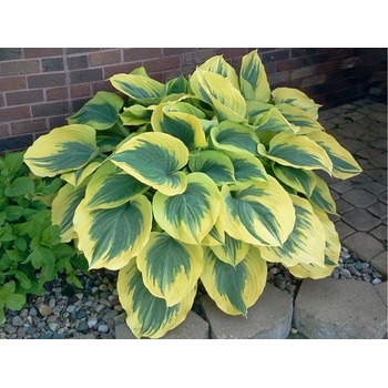 Hosta Liberty