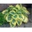 Hosta Liberty