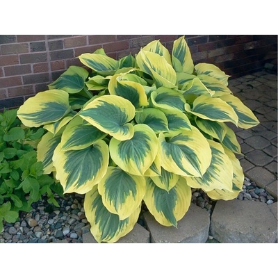 Hosta Liberty - Funkia, kont. 1 l