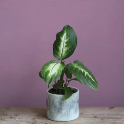 Dieffenbachia Camilla baby