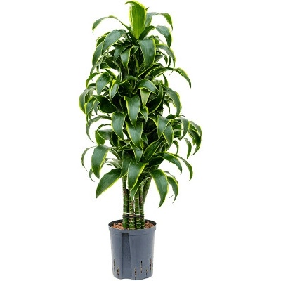Dracaena fragrans Dorado branched multi 18/19 výška 110 cm