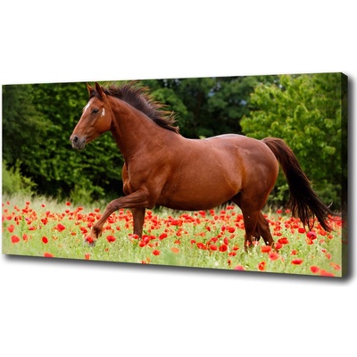 Fotoobraz fotografie na plátne Kôň na poli makov 100x50 cm