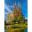Enjoy - Puzzle Sagrada Familia Basilica, Barcelona - 1 000 piese