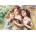 Castorland - Puzzle The three graces - 500 piese