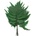 Plume Fern
