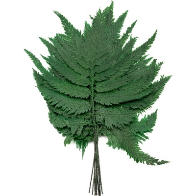 Plume Fern