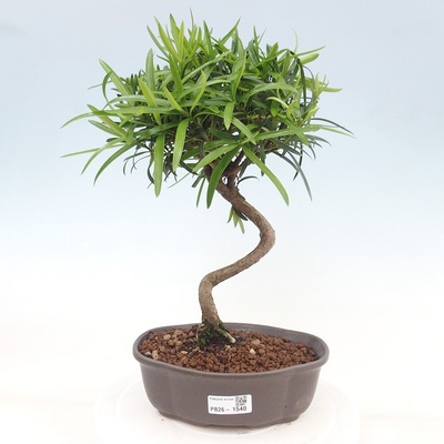e-bonsai Pokojová bonsai - Podocarpus - Kamenný tis