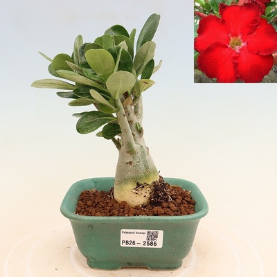 e-bonsai Pokojová bonsai - Adenium obesum Red Star - Pouštní růže
