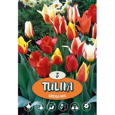 Tulipán Greigův ""Mix""