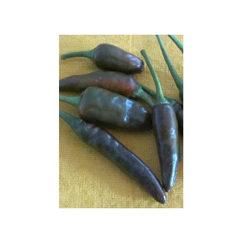Image 1 of Hot Chocolate (Capsicum annum)