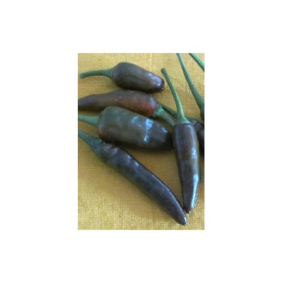 Hot Chocolate (Capsicum annum)