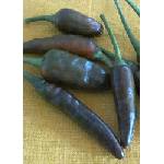  Hot Chocolate (Capsicum annum)