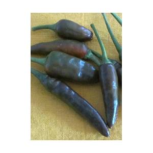  Hot Chocolate (Capsicum annum)