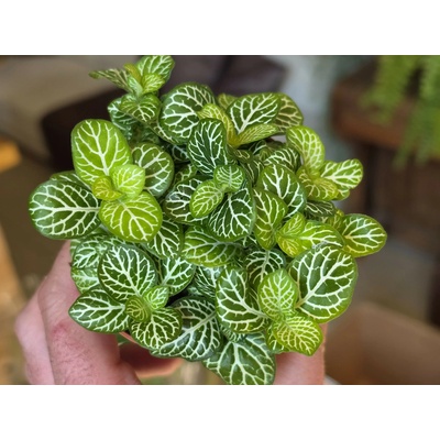 PlantBros flower Fittonia albivenis