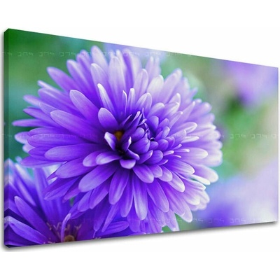 Obraz na stenu KVETY - 20x30