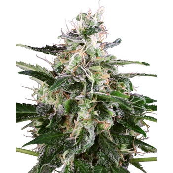 Sensi Seeds White Skunk Automatic Balenie: 5 ks 0% THC