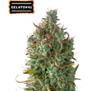 Seedstockers Gelato 41 semena neobsahují THC 5 ks