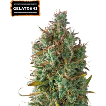 Seedstockers Gelato 41 semena neobsahují THC 5 ks