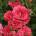 Kordes® Роза Rosarium Uetersen®