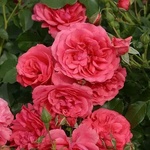 Kordes® Роза Rosarium Uetersen®