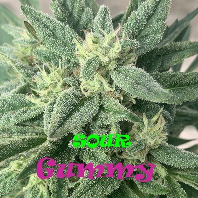 Dr. Underground Sour Gummy semena neobsahují THC 4 ks