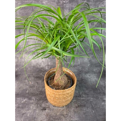 Nolina M Beaucarnea 17 cm (sloní noha, která miluje sucho)