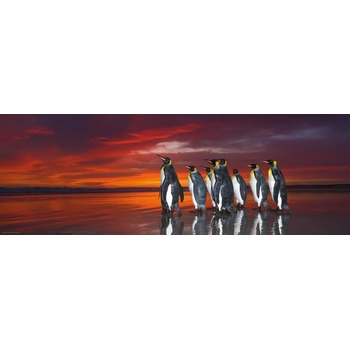 Heye - Puzzle Patagonian Penguins - 1 000 piese