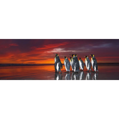 Heye - Puzzle Patagonian Penguins - 1 000 piese