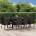 vidaXL Градински трапезен комплект възглавници 9 части черен полиратан (3185159)