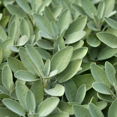 Šalvěj lékařská - Salvia officinalis - semena - 20 ks