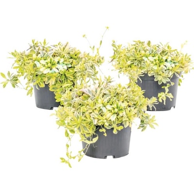 Huseník výběžkatý bíle panašovaný FloraSelf Arabis ferdinandi-coburgii 'Variegata' výška 5-10 cm květináč 1 l 1 ks, různé druhy – Hledejceny.cz