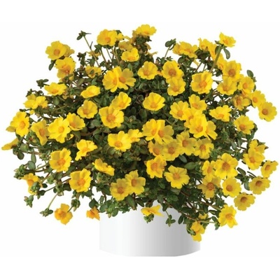 Portulaka Mega Pazzaz Gold
